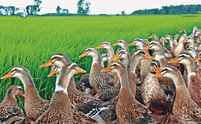 生态鸭子
